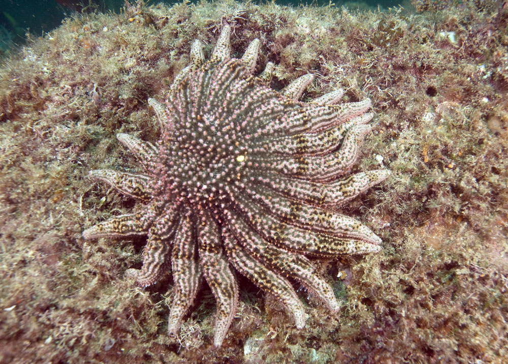 Heliaster kubiniji